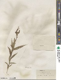 Salix caudata var. parvifolia image