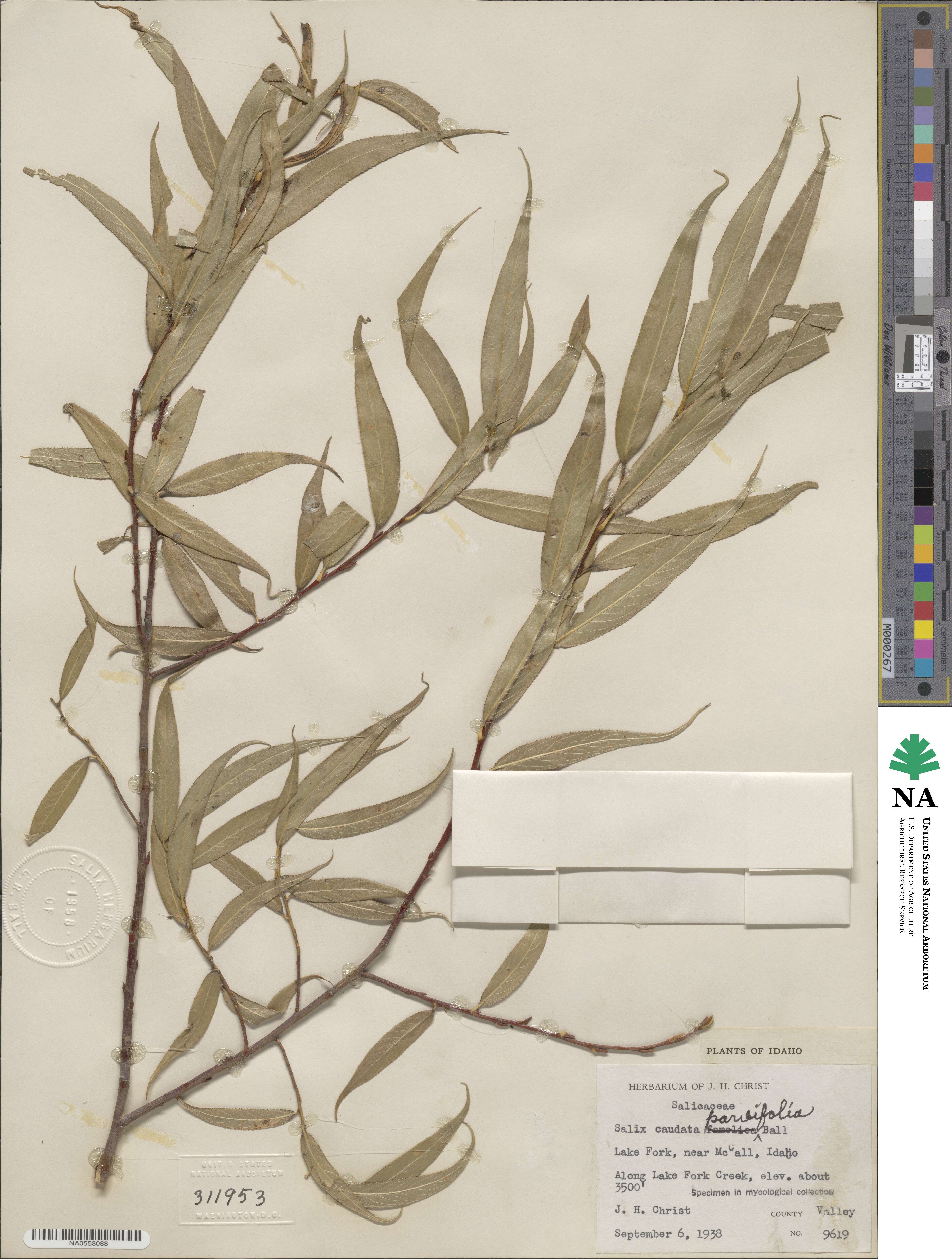 Salix caudata var. parvifolia image