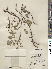 Salix chamissonis image