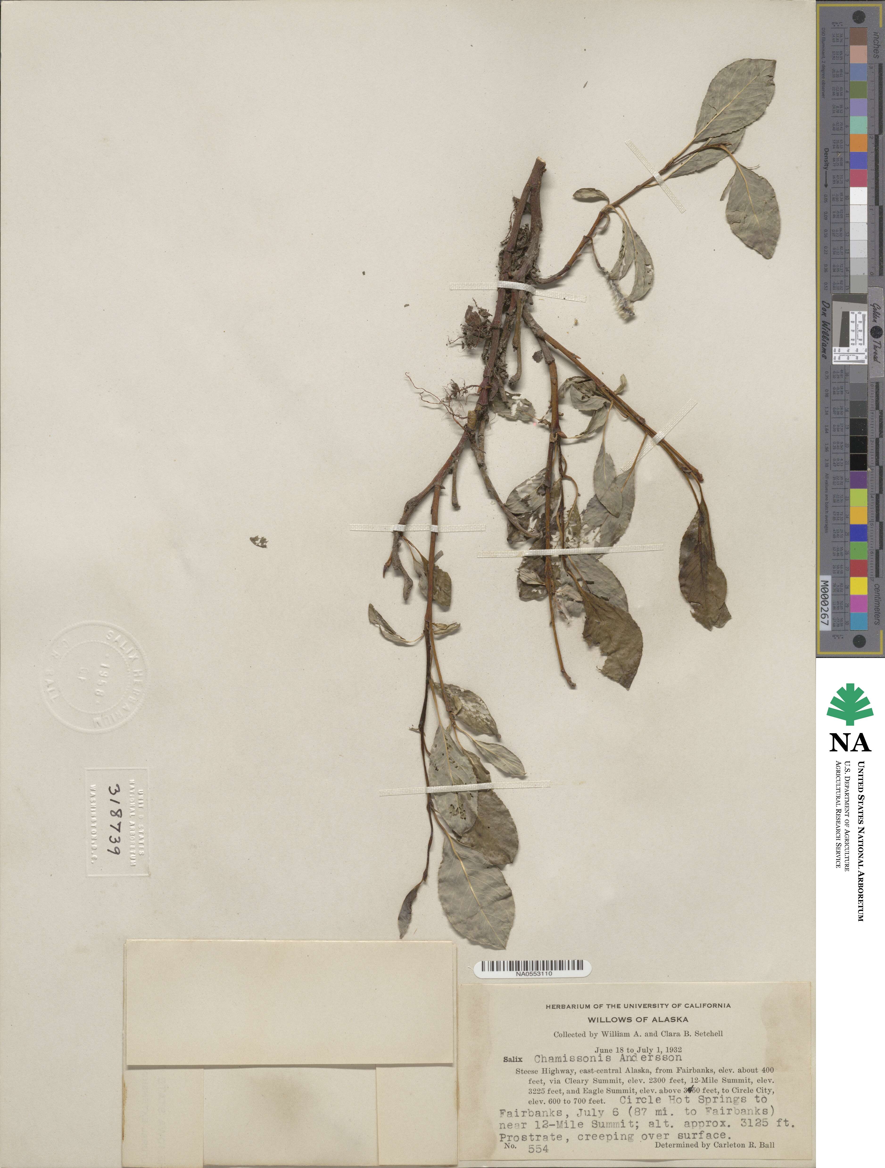 Salix chamissonis image