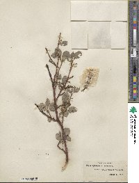 Salix chamissonis image