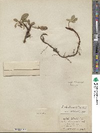 Salix chamissonis image