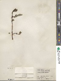 Salix chamissonis image