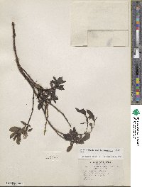 Salix chamissonis image