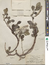 Salix chamissonis image