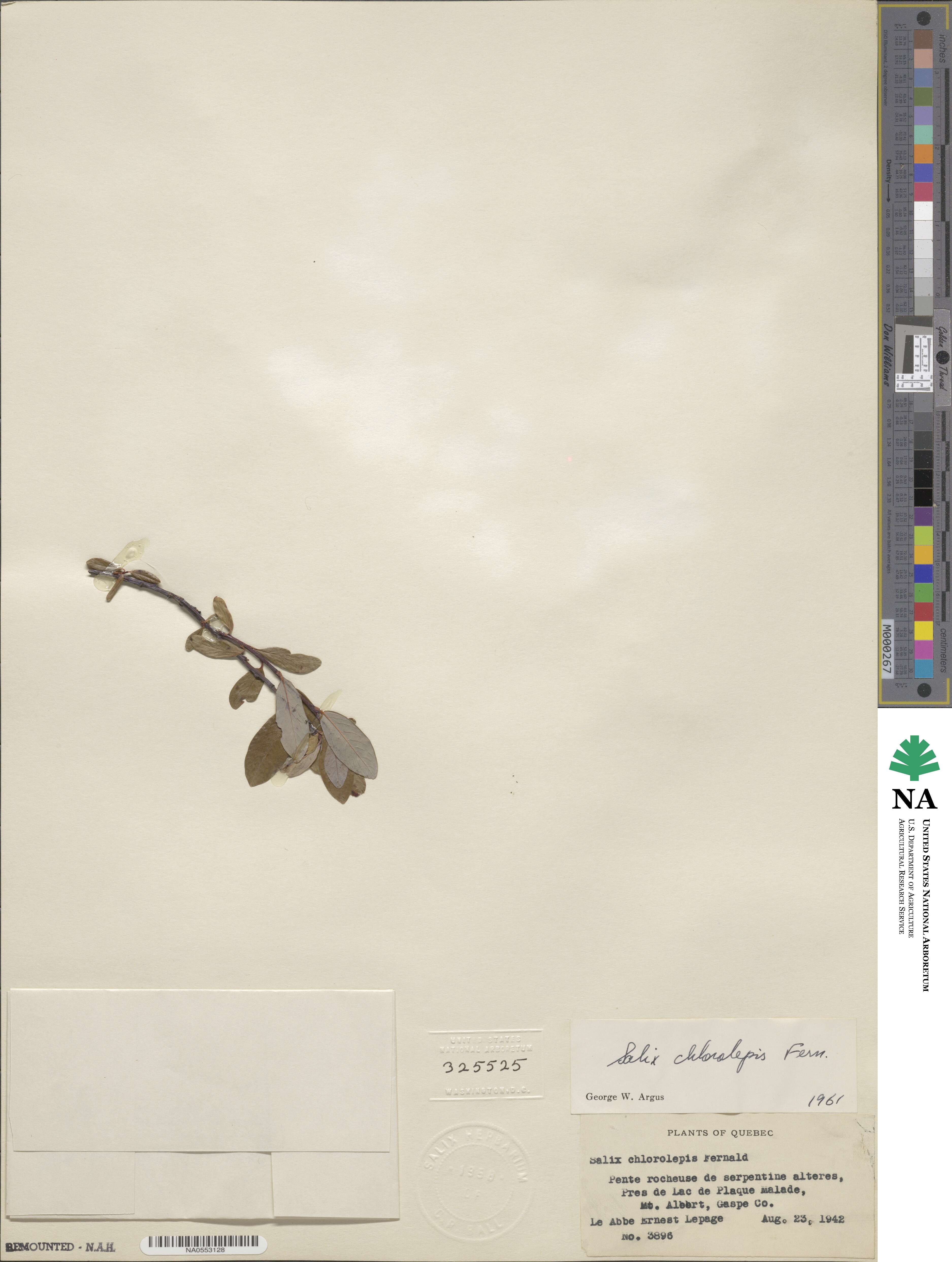 Salix chlorolepis image
