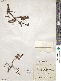 Salix chlorolepis image