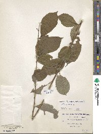 Salix cinerea image