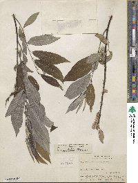 Salix sericea image