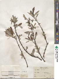 Salix sericea image