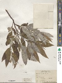 Salix sericea image