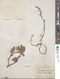 Salix commutata image