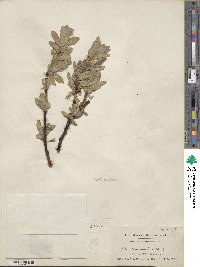 Salix commutata image