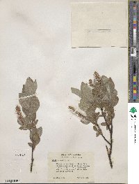 Salix commutata image