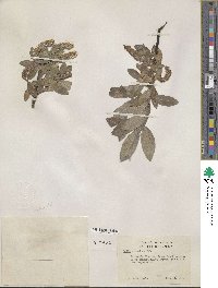 Salix commutata image