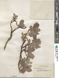 Salix commutata image