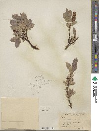 Salix commutata image