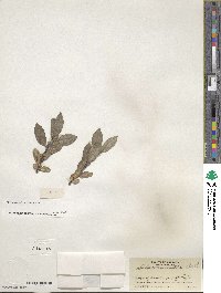 Salix commutata image