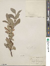 Salix commutata image