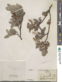 Salix commutata image