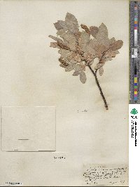 Salix commutata image