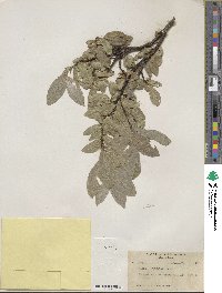 Salix commutata image