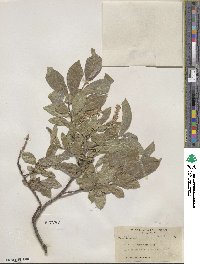 Salix commutata image