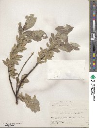 Salix commutata image