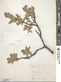 Salix commutata image