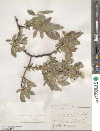 Salix commutata image