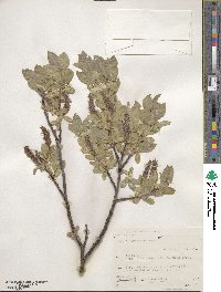 Salix commutata image