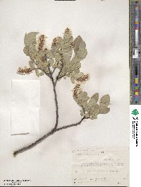 Salix commutata image