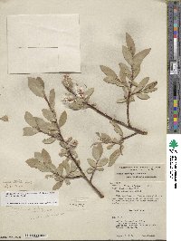 Salix commutata image