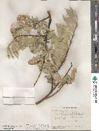 Salix commutata image