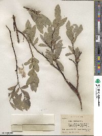 Salix commutata image