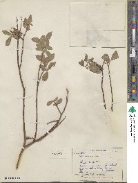 Salix commutata image