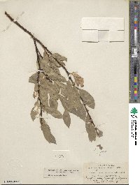 Salix commutata image