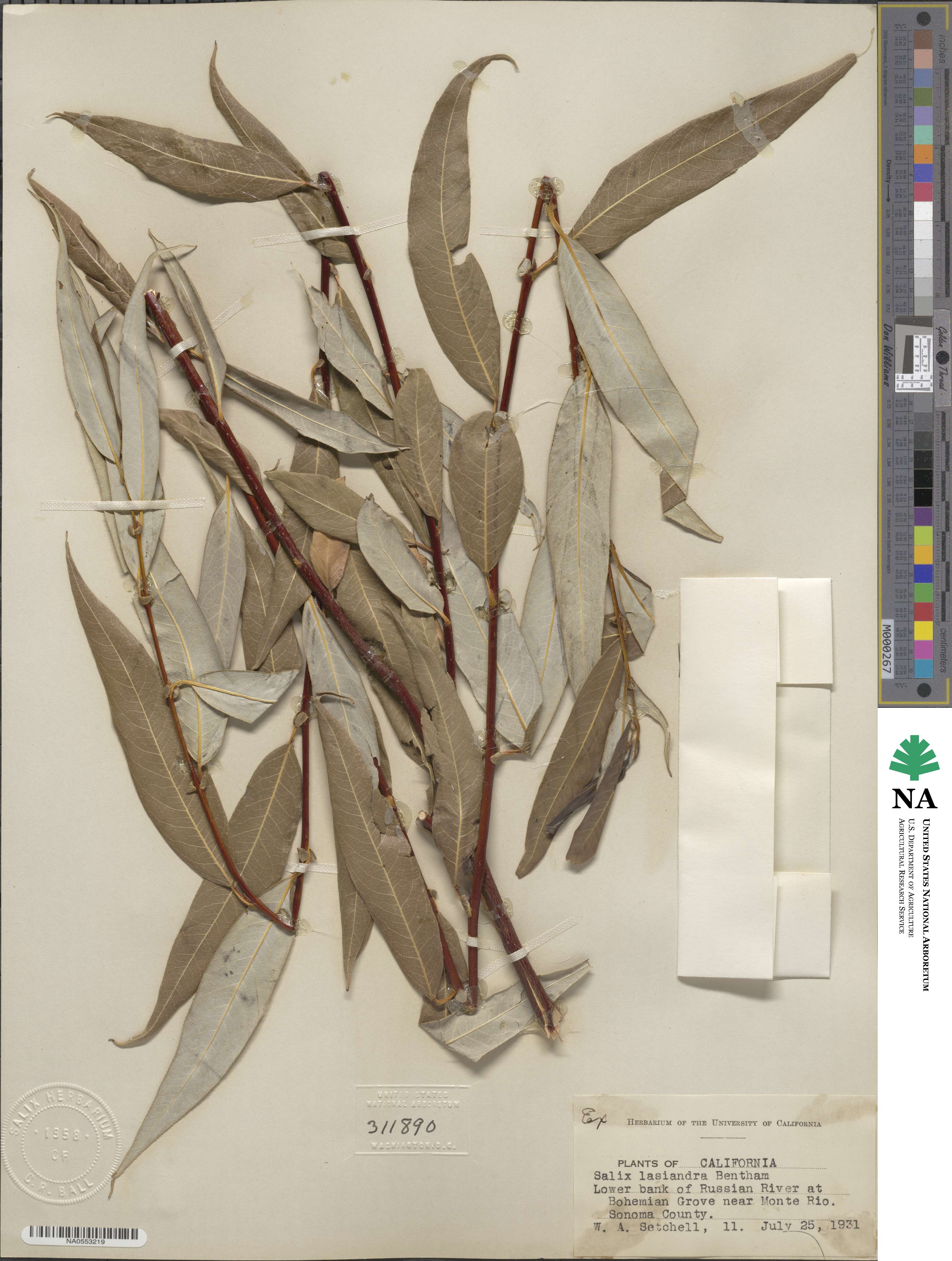 Salix lucida subsp. lasiandra image