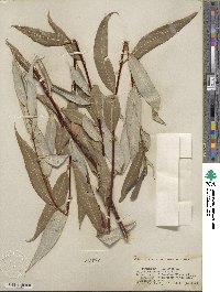 Salix lucida image