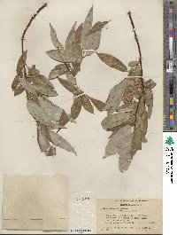 Salix lucida subsp. lasiandra image