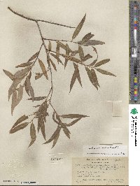 Salix lucida subsp. lasiandra image