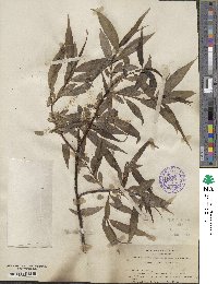 Salix lucida subsp. lasiandra image