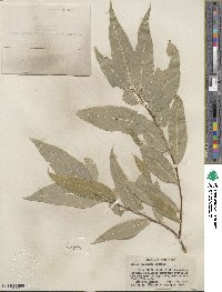 Salix lucida subsp. lasiandra image