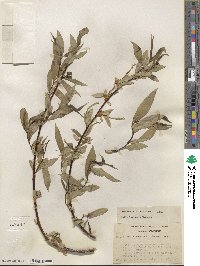 Salix lucida image