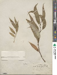 Salix lucida subsp. lasiandra image