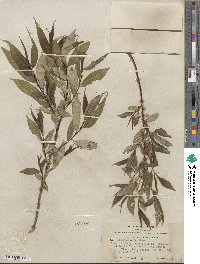 Salix lucida image