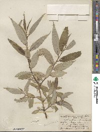 Salix lucida image