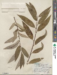 Salix lucida subsp. lasiandra image