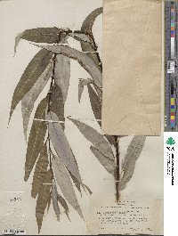 Salix lucida subsp. lasiandra image