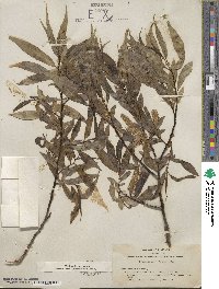 Salix lucida subsp. lasiandra image